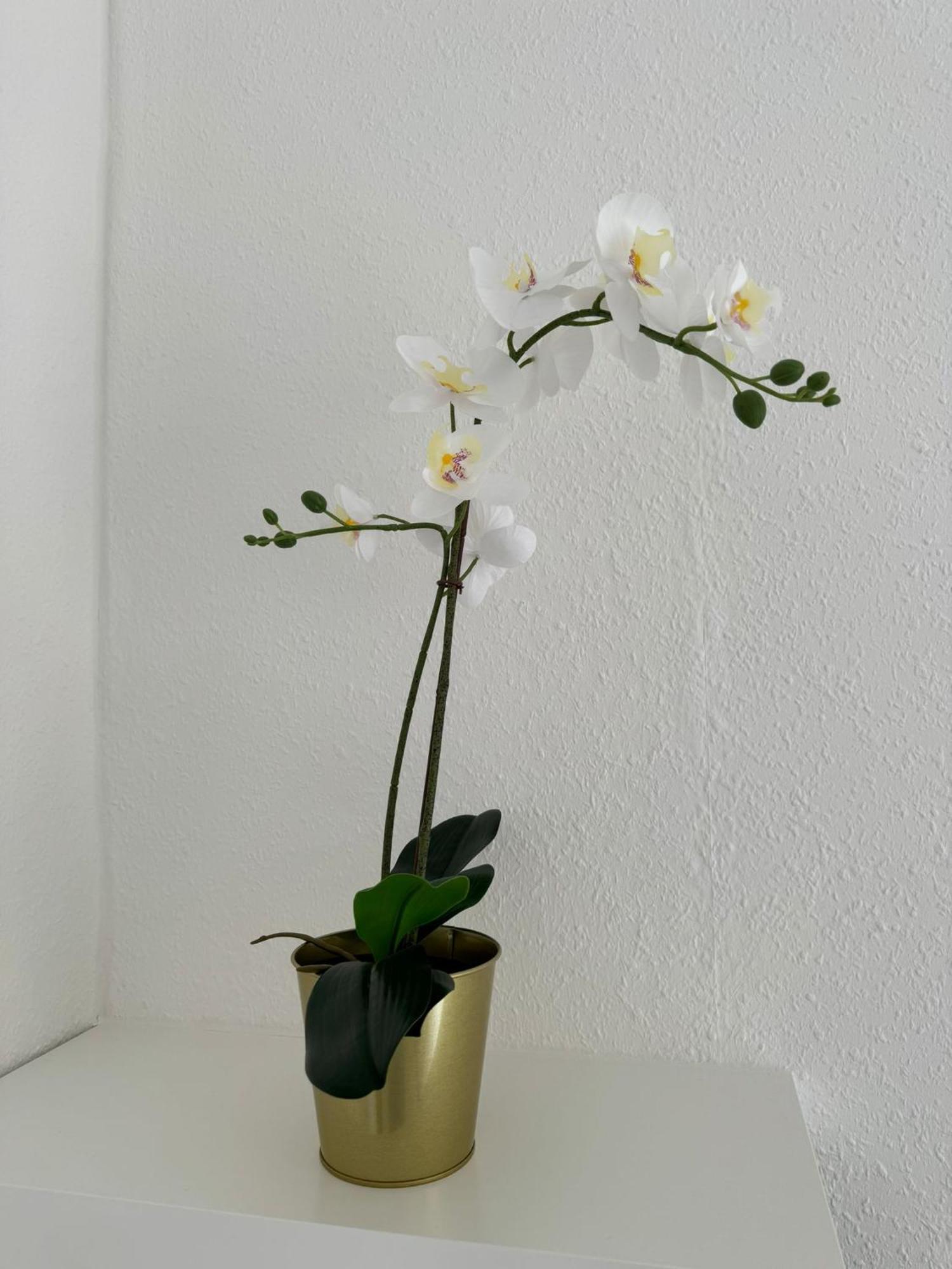 Charmante Und Moderne Altbauwohnung Apartment Hannover